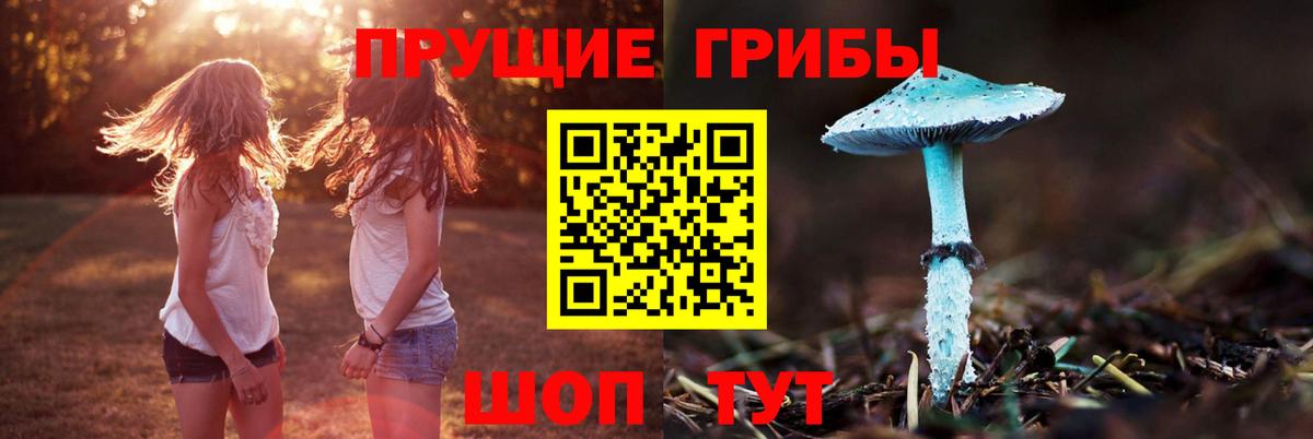 Псилоцибиновые грибы Psilocybe Карачаевск